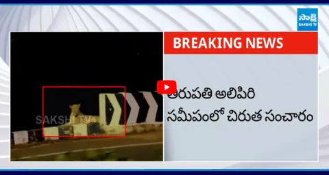 Leopard Spotted Near Alipiri At Tirumala 1