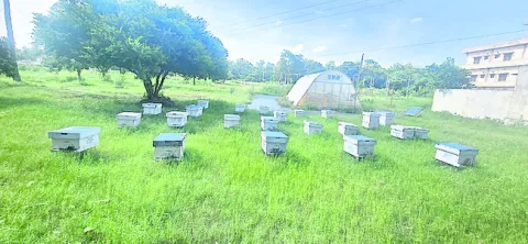 25 నుంచి తేనెటీగల పెంపకంపై శిక్షణ 