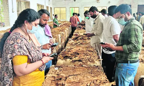 పెరుగుతున్న వర్జీనియా పొగాకు ధర