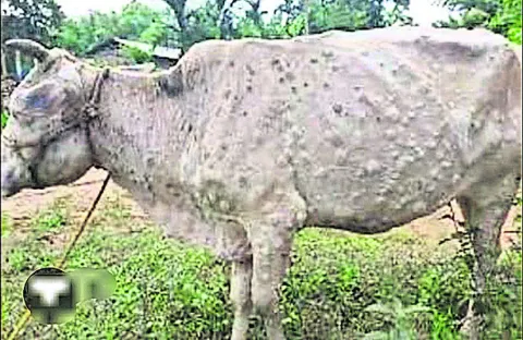 పశువు
