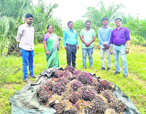 ఆయిల్‌పామ్‌ సాగుతో రైతులకు ఆదాయం