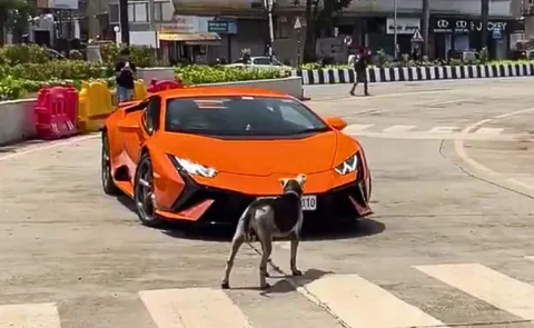 Stray Dog Blocks Lamborghini On Mumbai Street, Video Goes Viral13