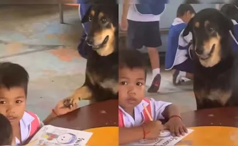 Adorable Dog Offers Paw While Sitting Beside Schoolchild Goes Viral 