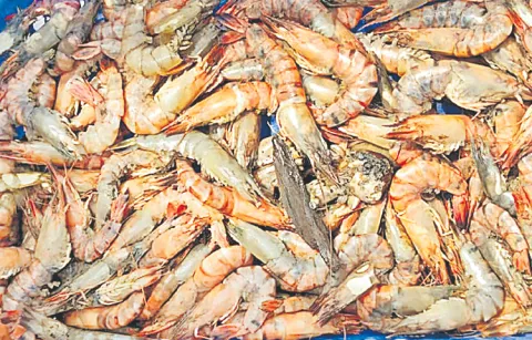 Tiger prawn farming has declined in popularity