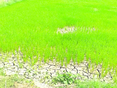 పంటల బీమా ఉన్నట్టా.. లేనట్టా