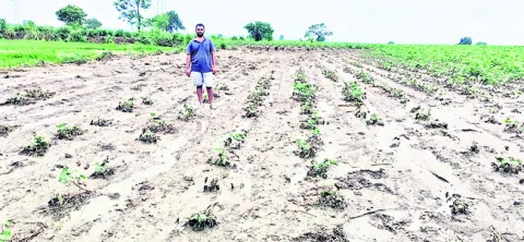 పంటల 