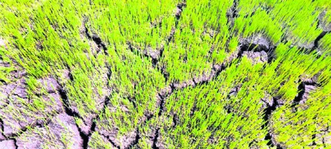 ఇది ప్రభుత్వ వైఫల్యమే