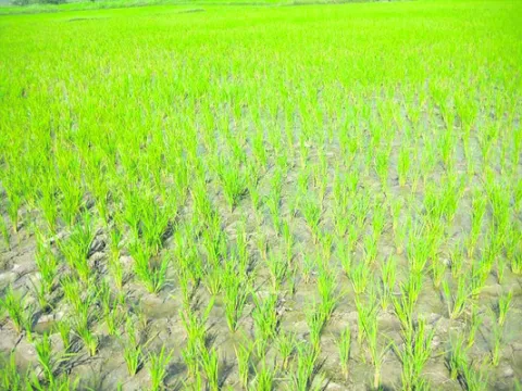 వరిలో