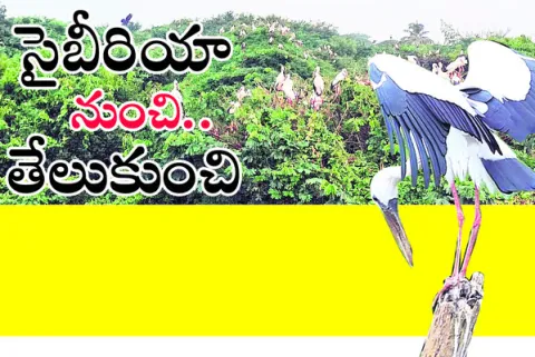 విడిద