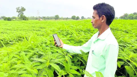 సాగుల