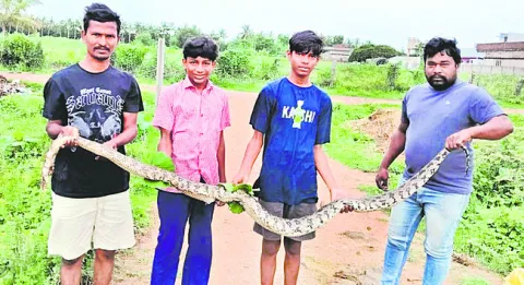 కొండచిలువ హతం 