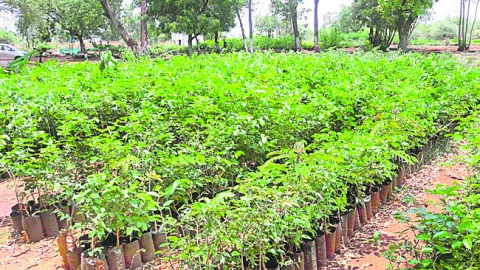 నత్తనడకన ‘వనమహోత్సవం’
