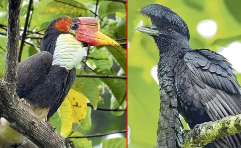 500 bird species at risk of extinction in next 100 years