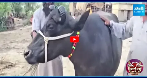 Gujarat Banni Buffalo Price 14 Lakhs 4