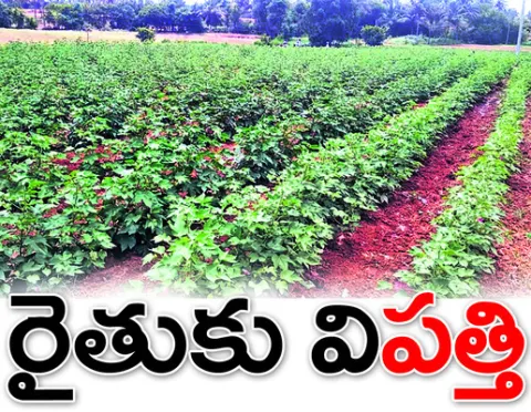 అన్నద