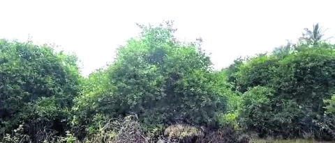 నిమ్మ