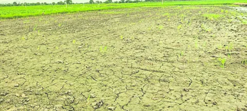 నార్లు పోసిండ్రు.. నీళ్లే లేవు! 