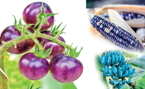 Delicious Blue Fruits And Vegetables with Powerful Health Benefits14