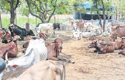 Donors help for cow shelter conservation