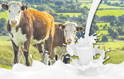 India No to non vegetarian milk from America