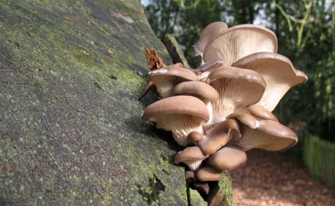 Eating Mushrooms Magic: Fantastic Fungi Fight Plastic Waste
