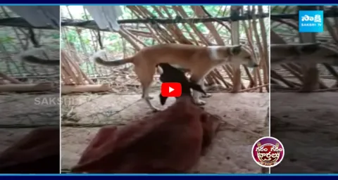 Dog Feeding Milk To Calf In Chittoor  1