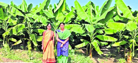 అరటి సాగుకు ప్రోత్సాహం..
