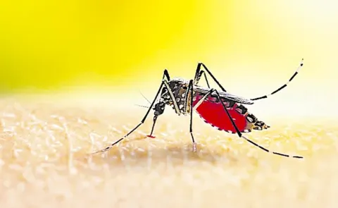 ICMR develops advanced malaria vaccine12