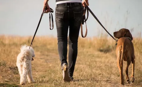 Maharashtra Dog Walker Who Earns Rs 4 Lakh A Month Compare His brother