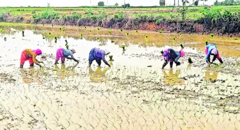 సాగు 