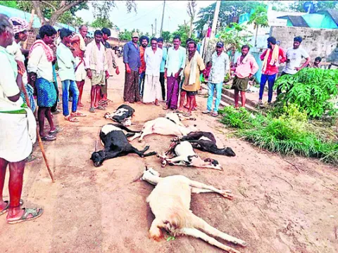 మందు పిచికారీచేసిన గడ్డినితిని ఏడు మేకల మృతి