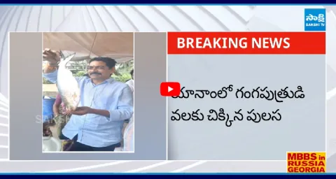 Fisherman In Yanam Sells Pulasa Fish High Price 1