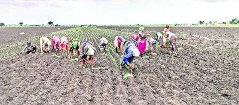 ● ఒట్టి పొలాల్లోనే ఉల్లి నాట్లు 
