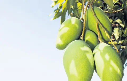 Mango farmers are expressing their anger against Chandrababu Naidus government14