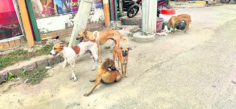 శునకా