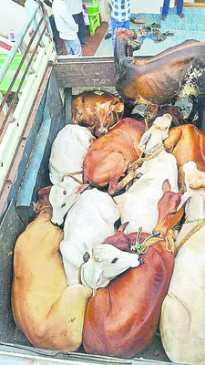 గుమ్మడికాయల మాటున  పశువుల రవాణా 