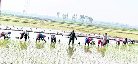 ఊపందుకోనున్న వరినాట్లు