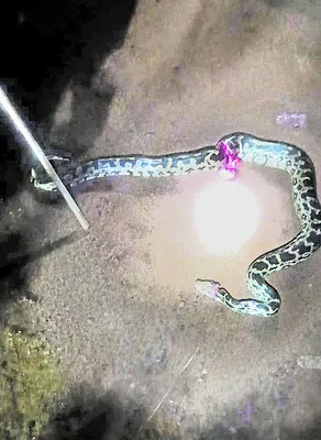 ప్రధా