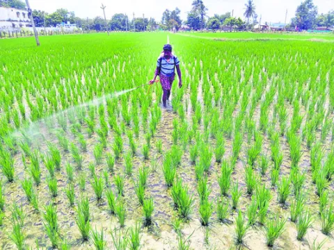 ఊపందుకుంటున్న ‘సాగు’