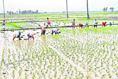 ఖరీఫ్