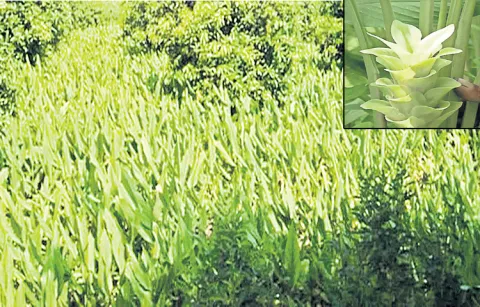 Preference given to local varieties in turmeric cultivation