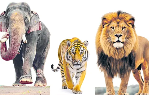 Special conservation measures for wildlife