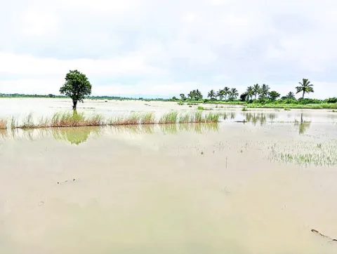 800 ఎకరాల్లో వరి పంట ముంపు 