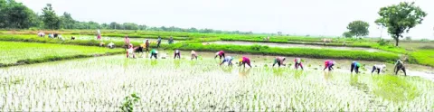 యూరియ
