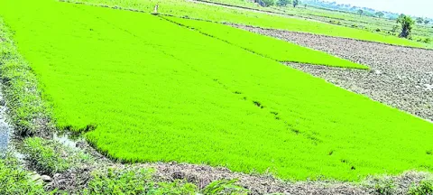 వరి నాట్లుకు సిద్ధమవుతున్న రైతులు