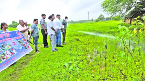 నిర్మూలనకు చర్యలు చేపట్టాలి 