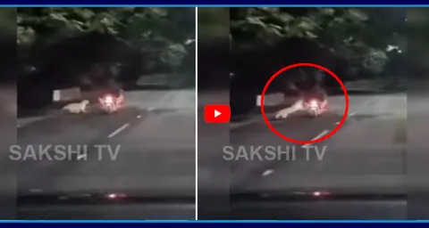 Leopard Attack On Biker In Tirumala Alipiri Road  1
