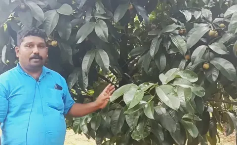 Mee millionaire farmer success through rambutan, mangosteen fruits from Karnataka14