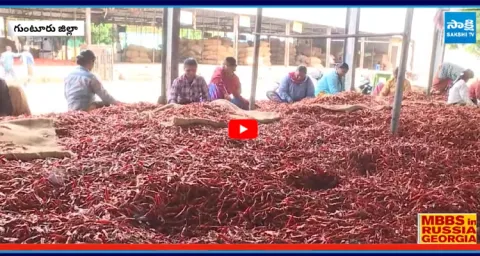 Mirchi Farmers Struggle Over Price Drop In AP 2
