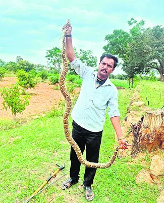 రైతు పొలంలో కొండచిలువ 
